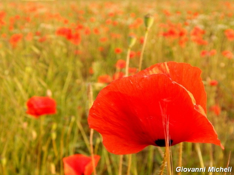 i papaveri impressionisti